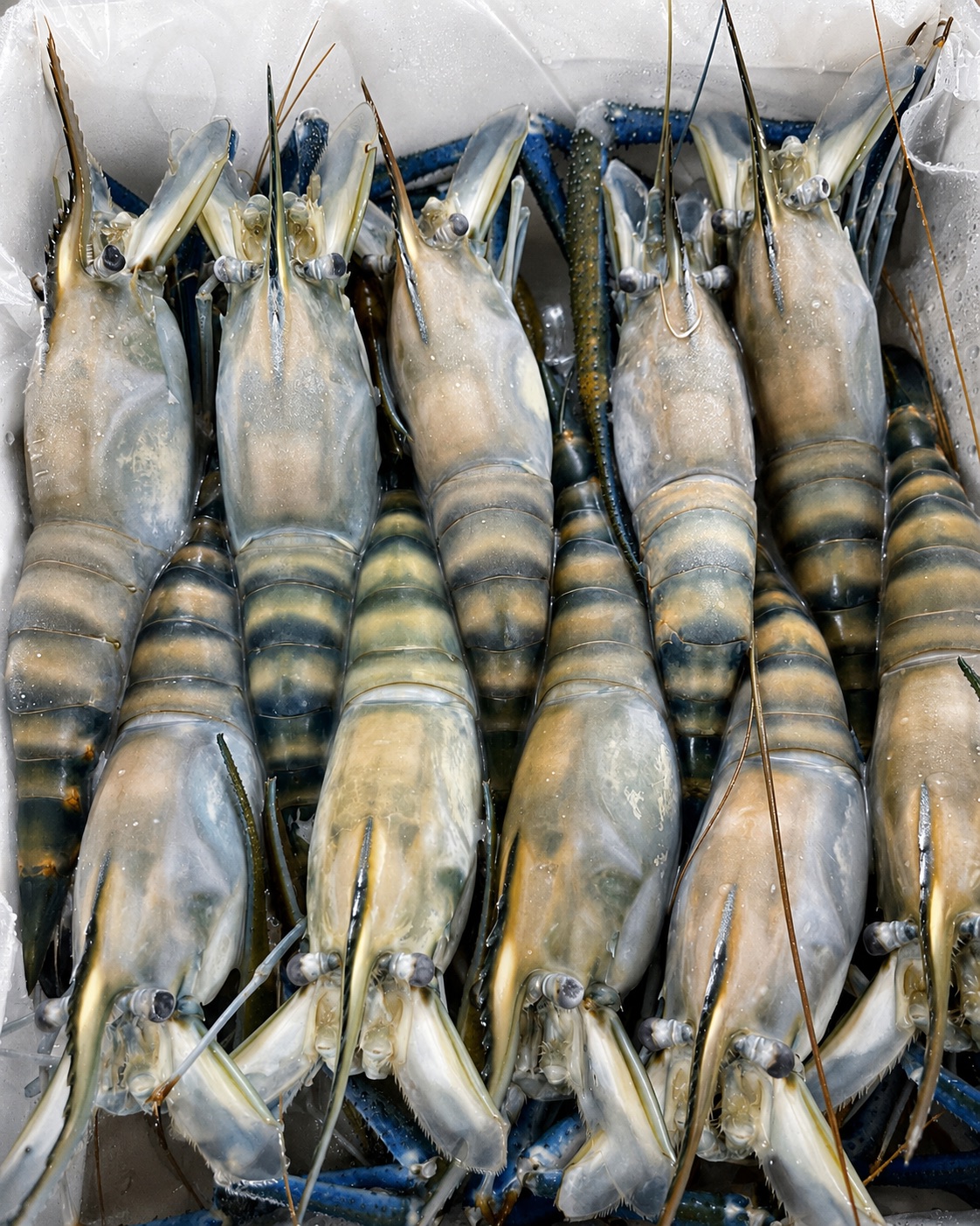 Frozen Giant Freshwater Prawn