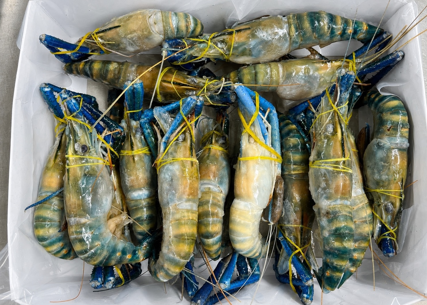 Frozen Whole Round Scampi